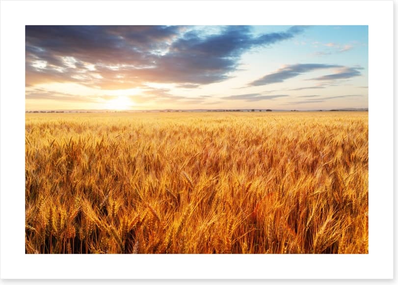 Wheat season