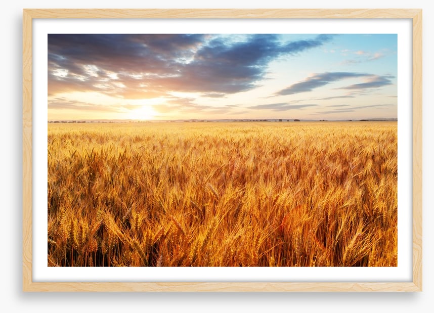 Wheat season