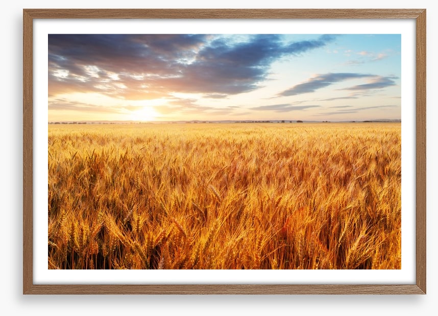 Wheat season