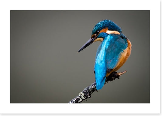 Kingfisher perched
