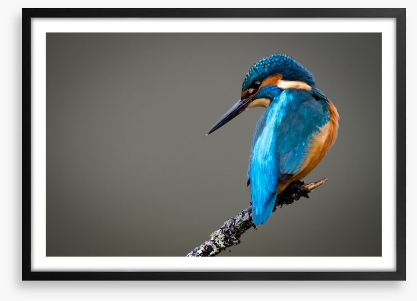 Kingfisher perched