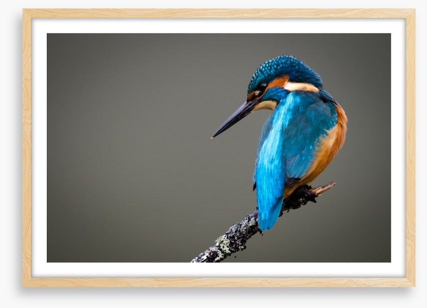 Kingfisher perched