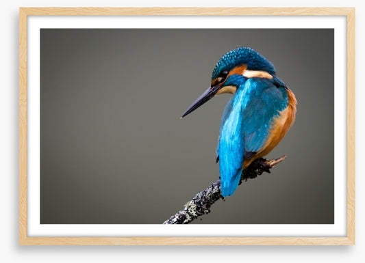 Kingfisher perched
