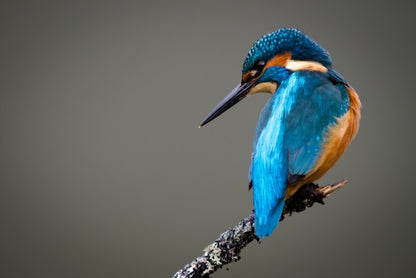 Kingfisher perched