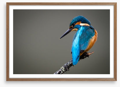 Kingfisher perched