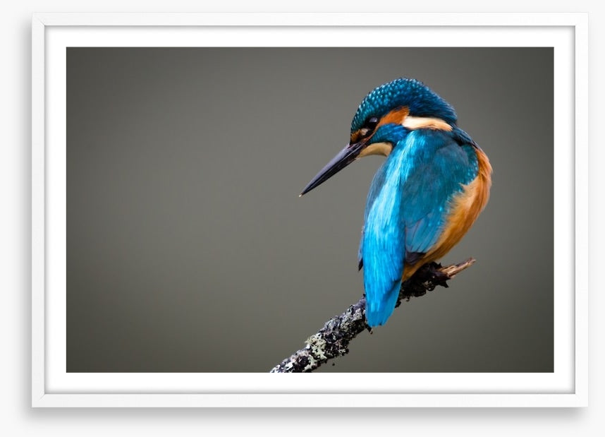 Kingfisher perched