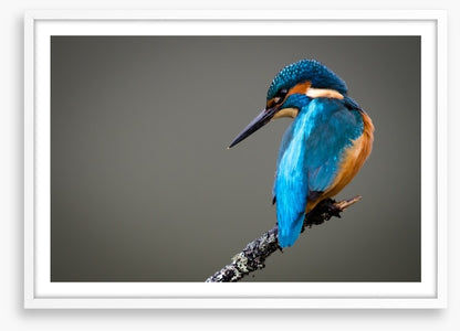 Kingfisher perched