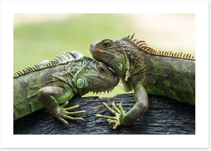 Iguana love