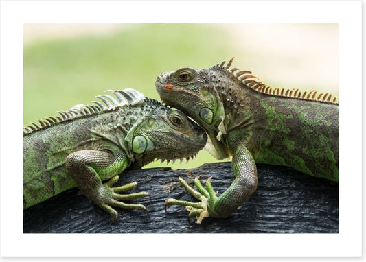 Iguana love