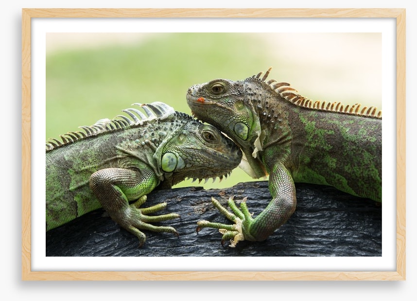 Iguana love