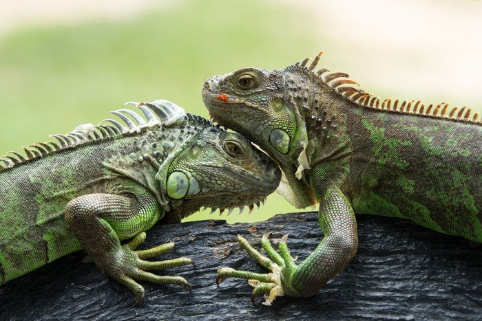 Iguana love