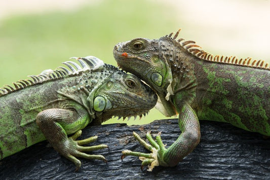 Iguana love