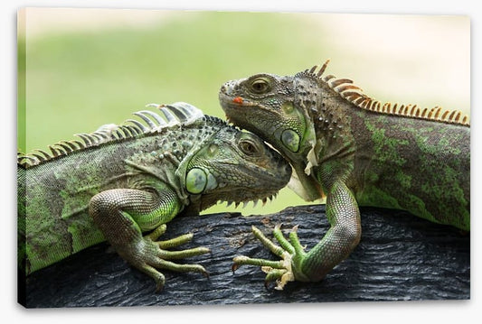 Iguana love