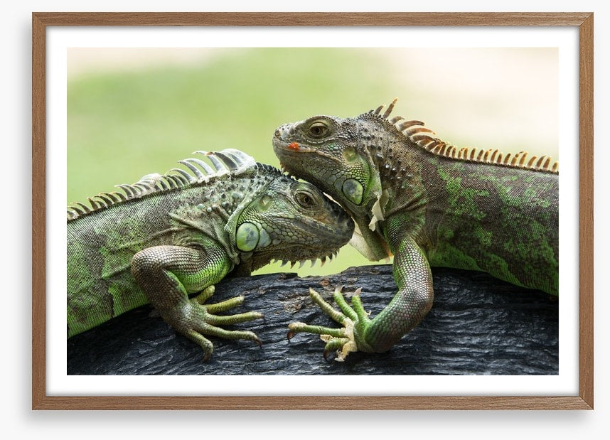 Iguana love