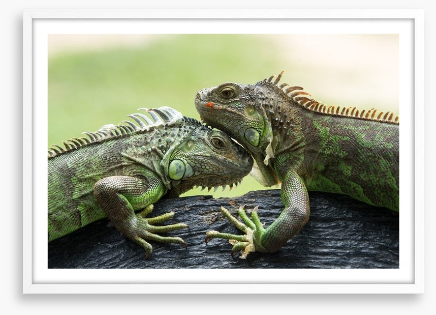 Iguana love