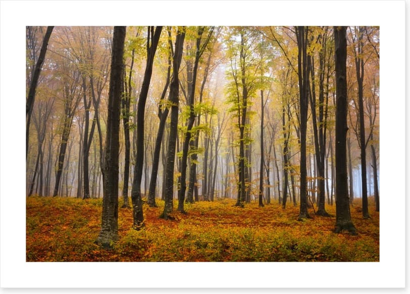 Autumn in the misty beech forest