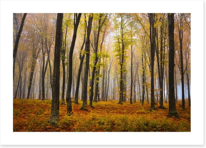 Autumn in the misty beech forest