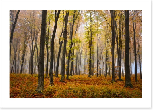 Autumn in the misty beech forest