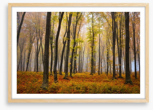 Autumn in the misty beech forest
