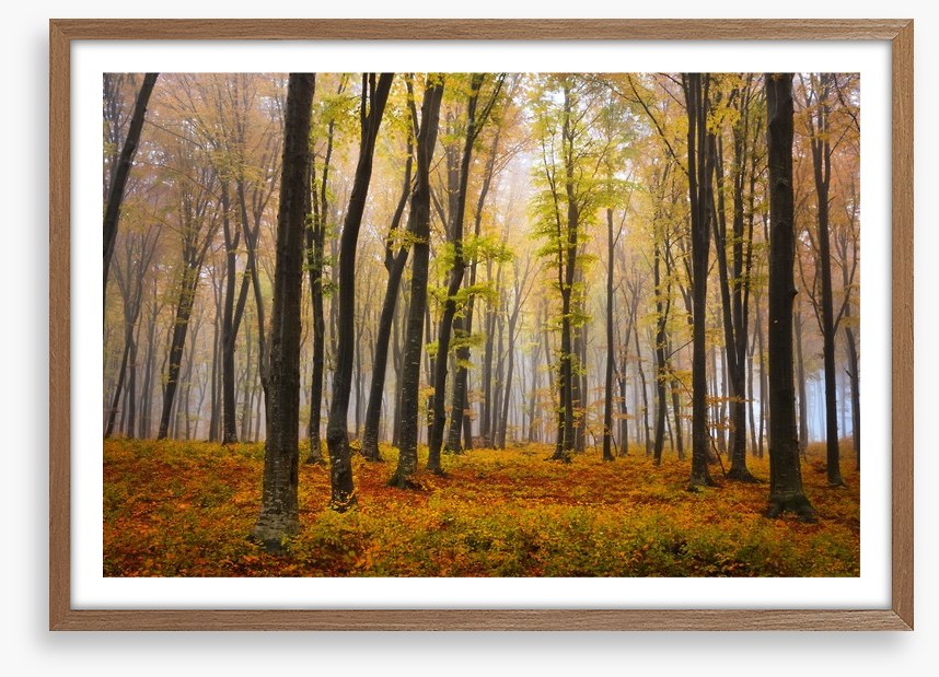 Autumn in the misty beech forest
