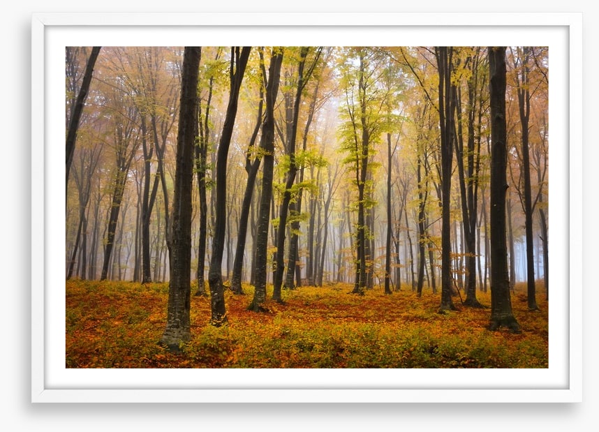 Autumn in the misty beech forest