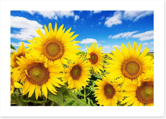 Blue sky sunflowers