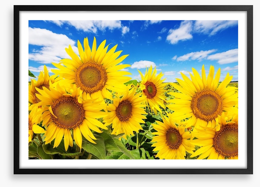 Blue sky sunflowers