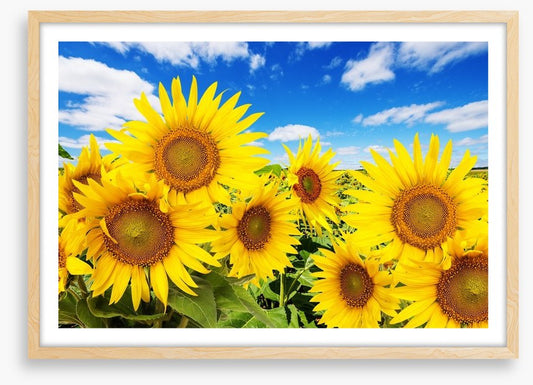 Blue sky sunflowers