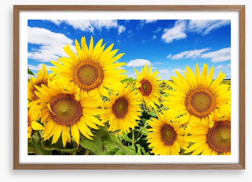 Blue sky sunflowers