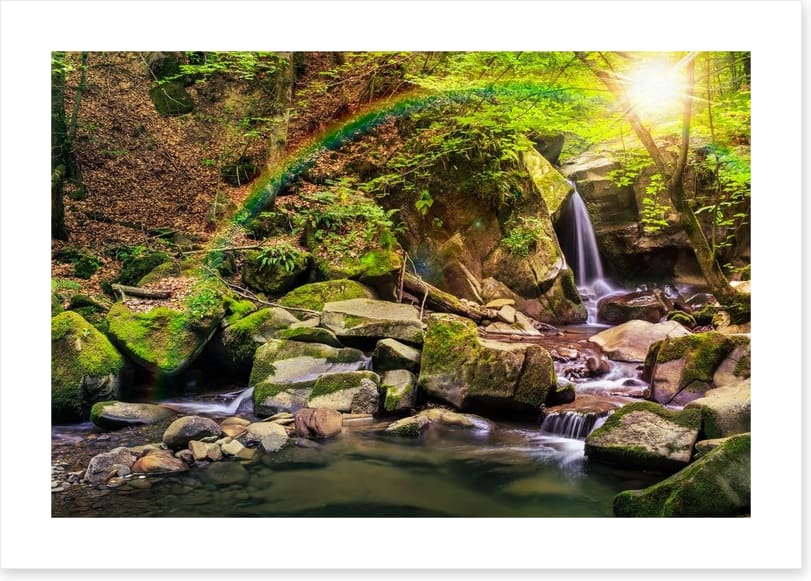 Forest falls rainbow