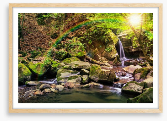 Forest falls rainbow