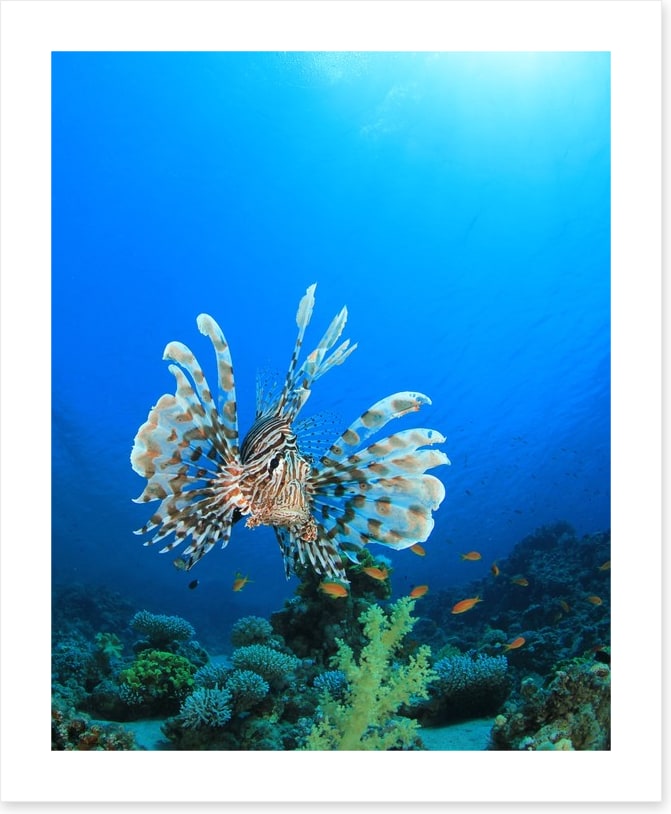 Fish / Aquatic