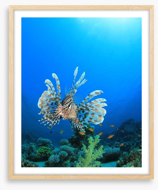 Fish / Aquatic