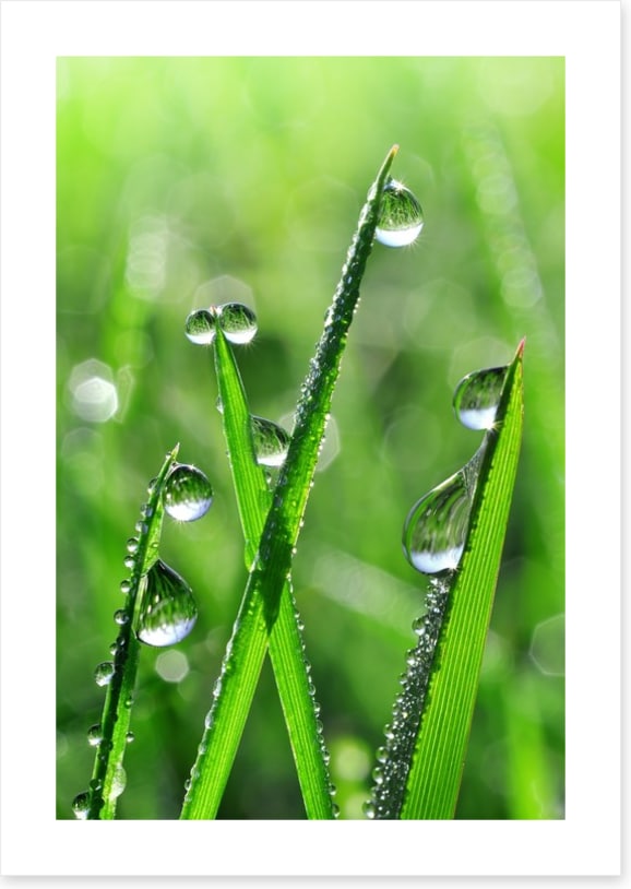 Emerald dew drops