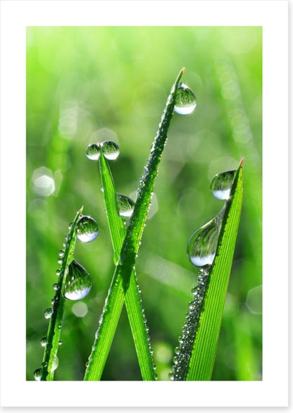 Emerald dew drops