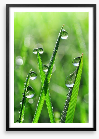 Emerald dew drops