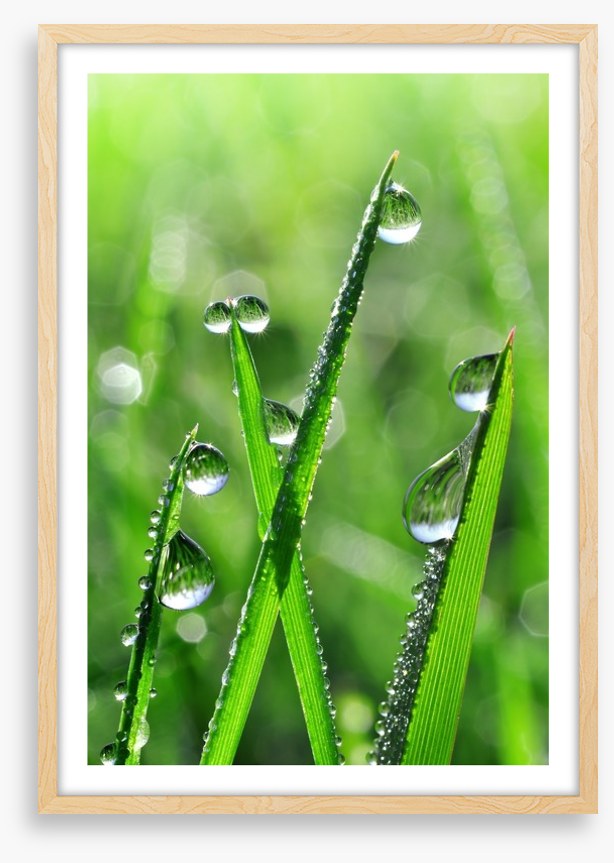 Emerald dew drops