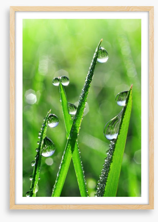 Emerald dew drops