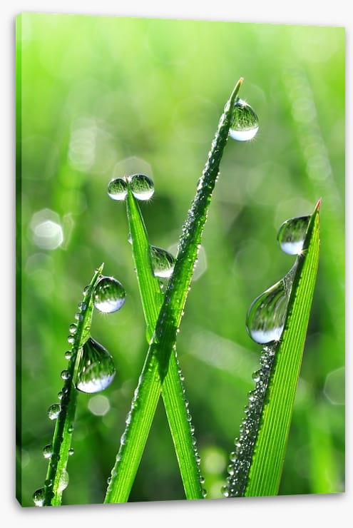 Emerald dew drops