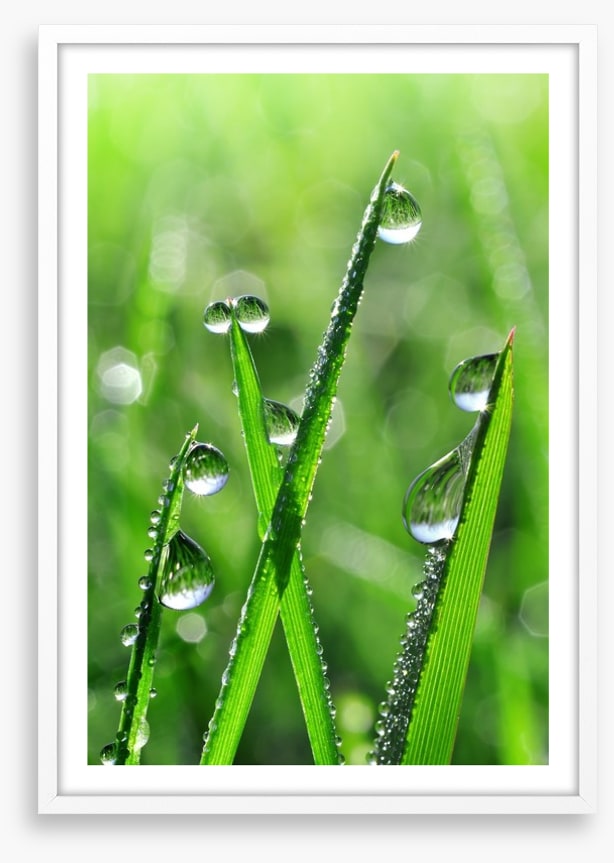 Emerald dew drops