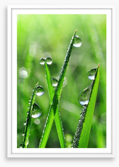 Emerald dew drops