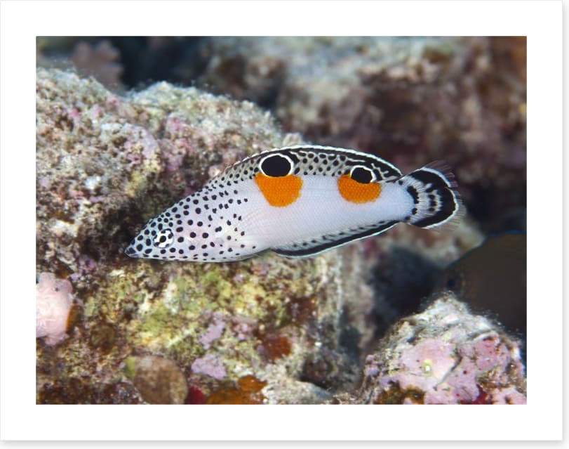 Fish / Aquatic