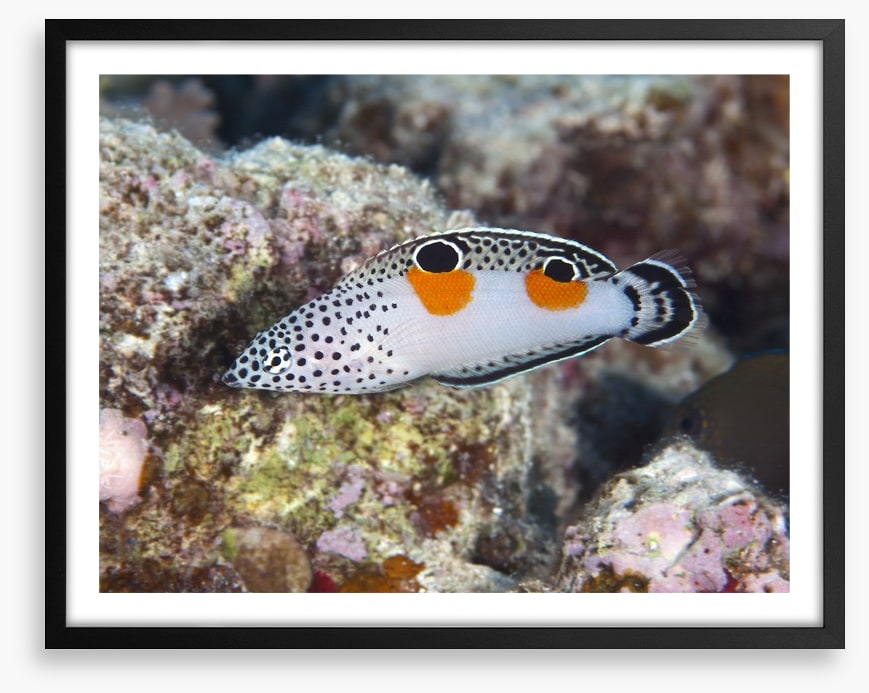 Fish / Aquatic