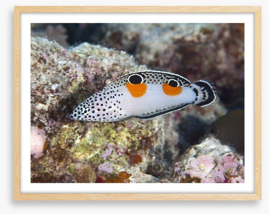 Fish / Aquatic