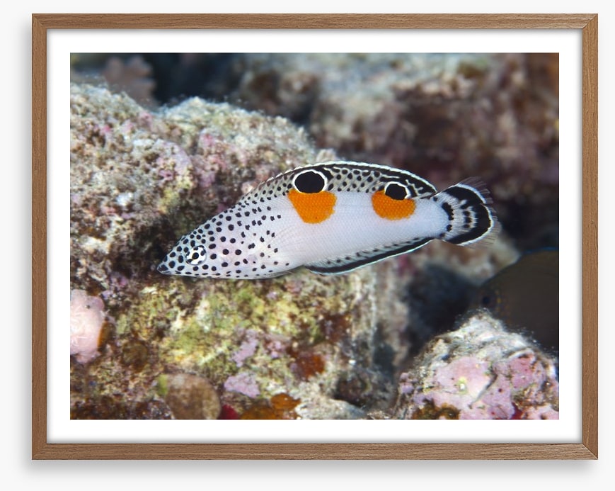 Fish / Aquatic