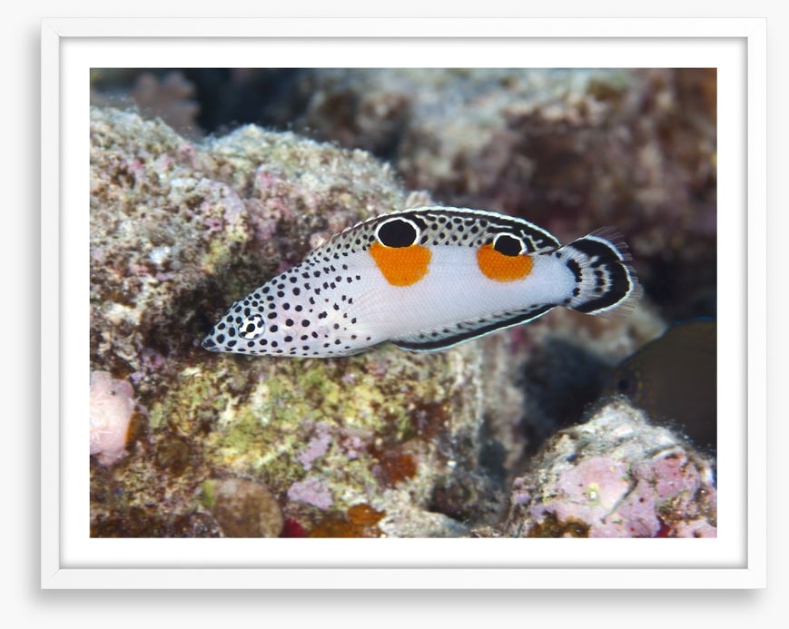 Fish / Aquatic