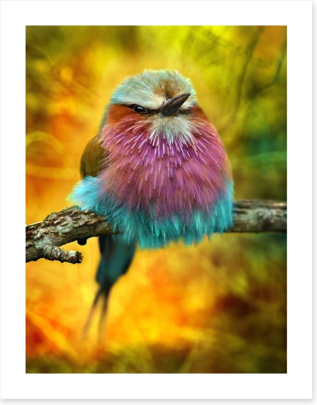 Lilac breasted roller bird