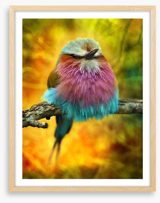 Lilac breasted roller bird