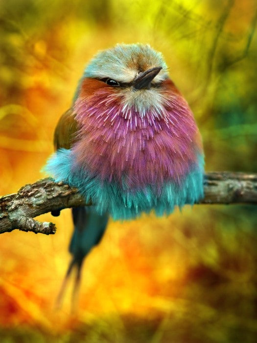 Lilac breasted roller bird