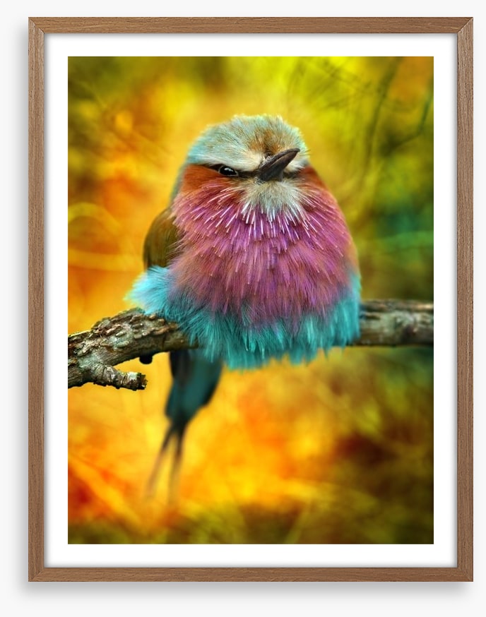 Lilac breasted roller bird